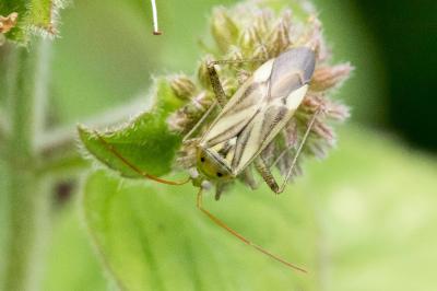 Adelphocoris lineolatus