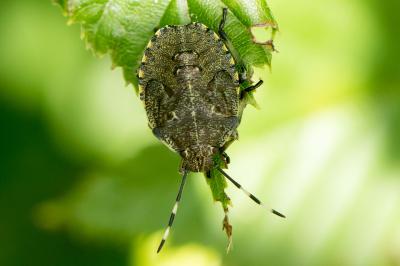 Rhaphigaster nebulosa