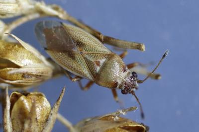 Cymus melanocephalus