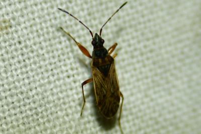 Pachybrachius fracticollis