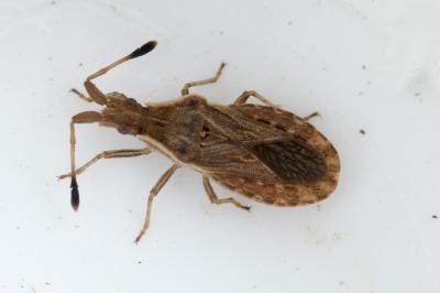 Spathocera lobata
