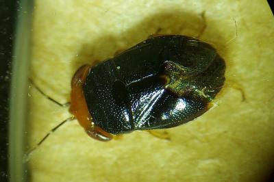 Geocoris erythrocephalus