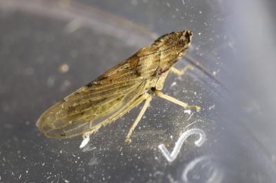 Eupelix cuspidata