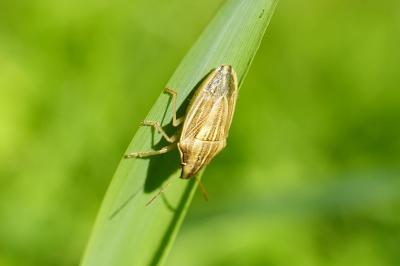 Aelia acuminata