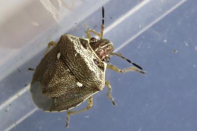Eysarcoris ventralis