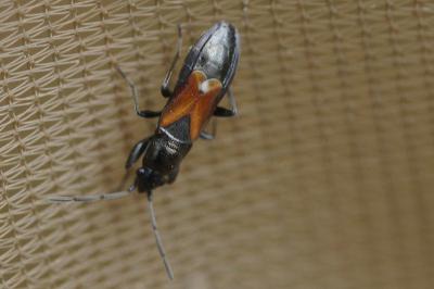Pterotmetus staphyliniformis