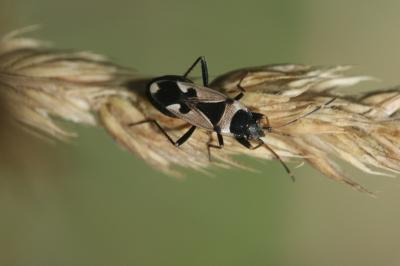 Raglius confusus