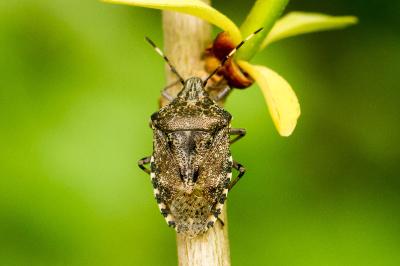 Rhaphigaster nebulosa