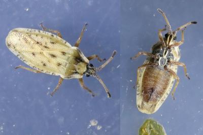 Tingis auriculata