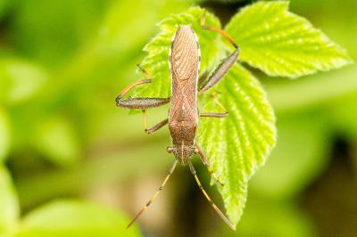 Camptopus lateralis