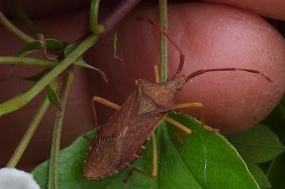 Gonocerus acuteangulatus