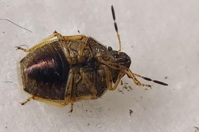 Neottiglossa pusilla