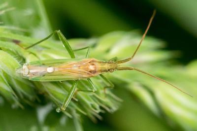 Stenodema laevigata