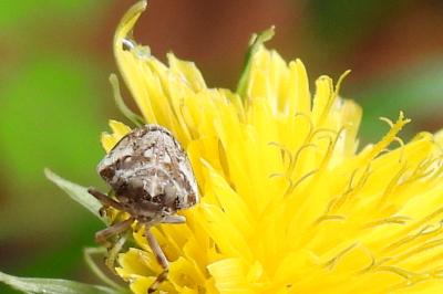 Issus coleoptratus
