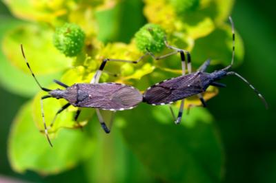 Dicranocephalus albipes