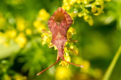 Haploprocta sulcicornis