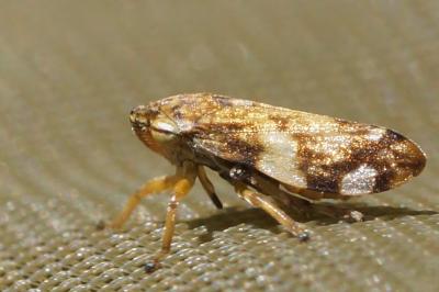 Philaenus spumarius