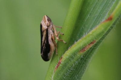 Philaenus spumarius