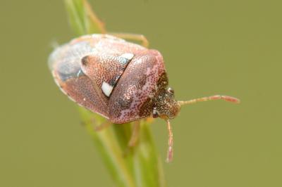 Stagonomus bipunctatus
