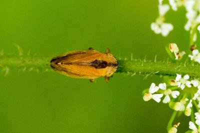 Philaenus spumarius