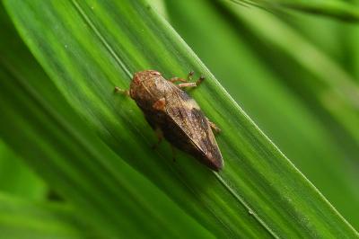Aphrophora alni