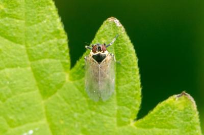 Hyalesthes obsoletus