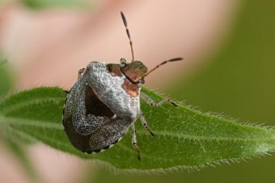 Stagonomus venustissimus