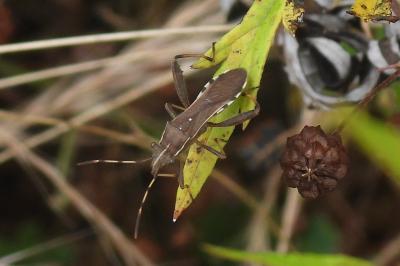 Camptopus lateralis