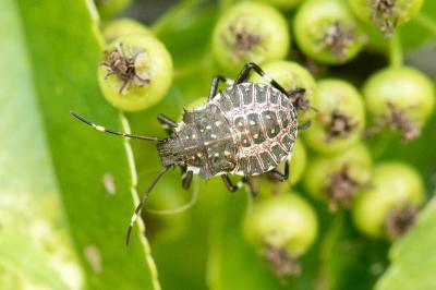 Halyomorpha halys