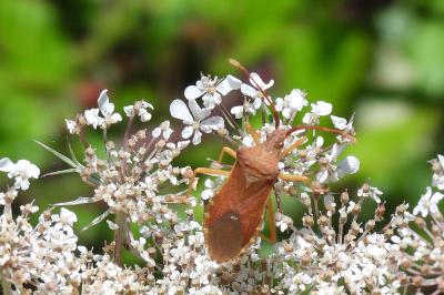Gonocerus acuteangulatus