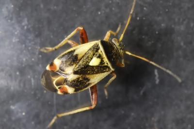 Polymerus unifasciatus