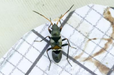Raglius confusus