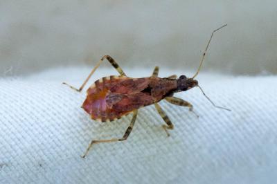 Himacerus mirmicoides