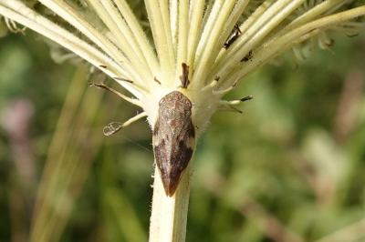 Aphrophora alni