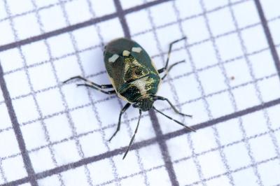 Eurydema oleracea