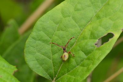 Gonocerus acuteangulatus