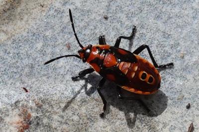 Spilostethus pandurus