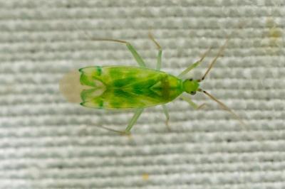 Malacocoris chlorizans