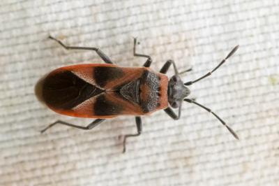 Arocatus roeselii