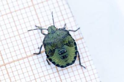 Palomena prasina
