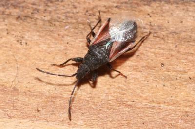 Oxycarenus lavaterae