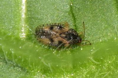 Dictyla humuli