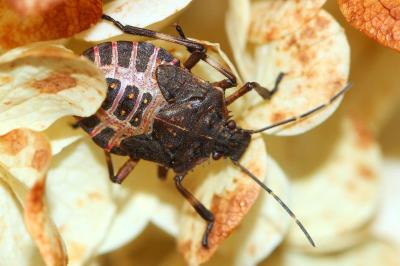 Halyomorpha halys
