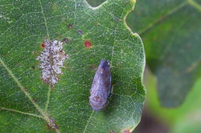 Fieberiella florii