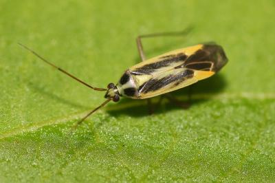 Stenotus binotatus