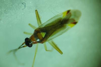 Campyloneura virgula