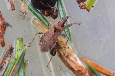 Himacerus mirmicoides