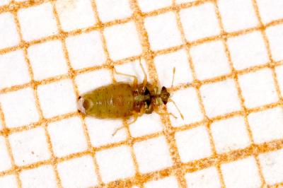 Piesma maculatum