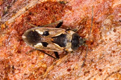 Rhyparochromus vulgaris