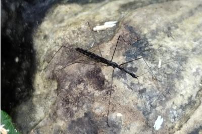 Hydrometra stagnorum